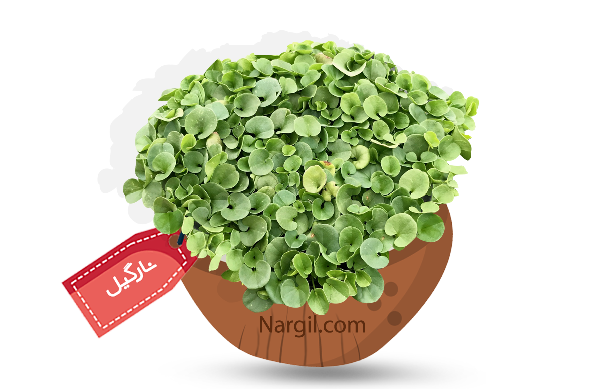  Nargil - Kidney Weed